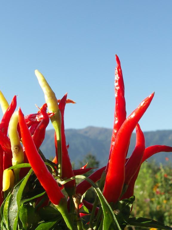 Ruhige Wohnung Mit Schoenem Eigengarten In Seeboden Am Millstaettersee Oda fotoğraf