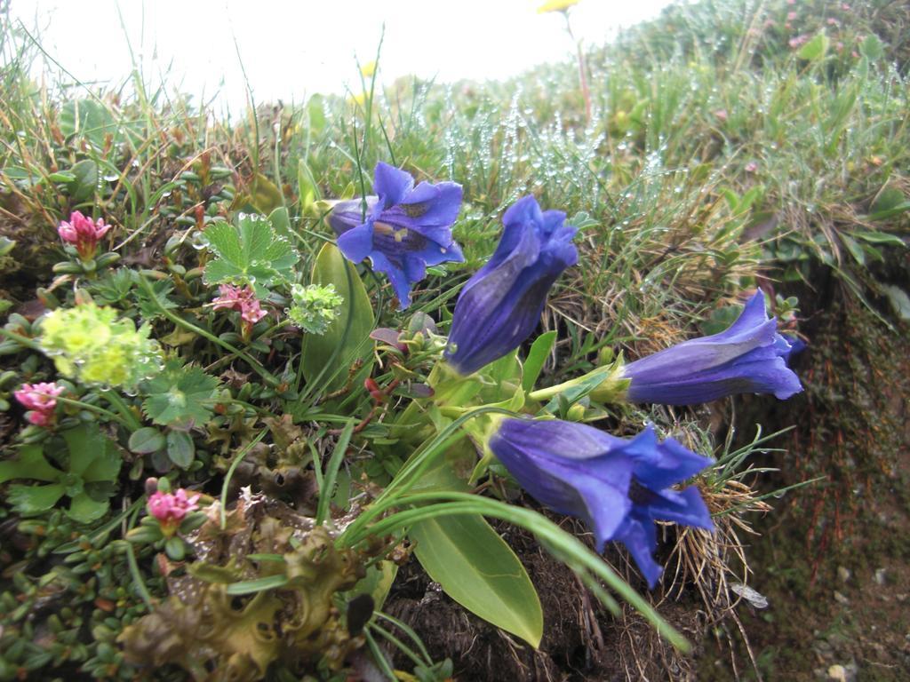 Ruhige Wohnung Mit Schoenem Eigengarten In Seeboden Am Millstaettersee Dış mekan fotoğraf