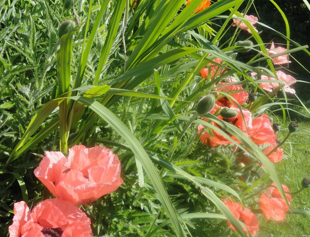 Ruhige Wohnung Mit Schoenem Eigengarten In Seeboden Am Millstaettersee Dış mekan fotoğraf